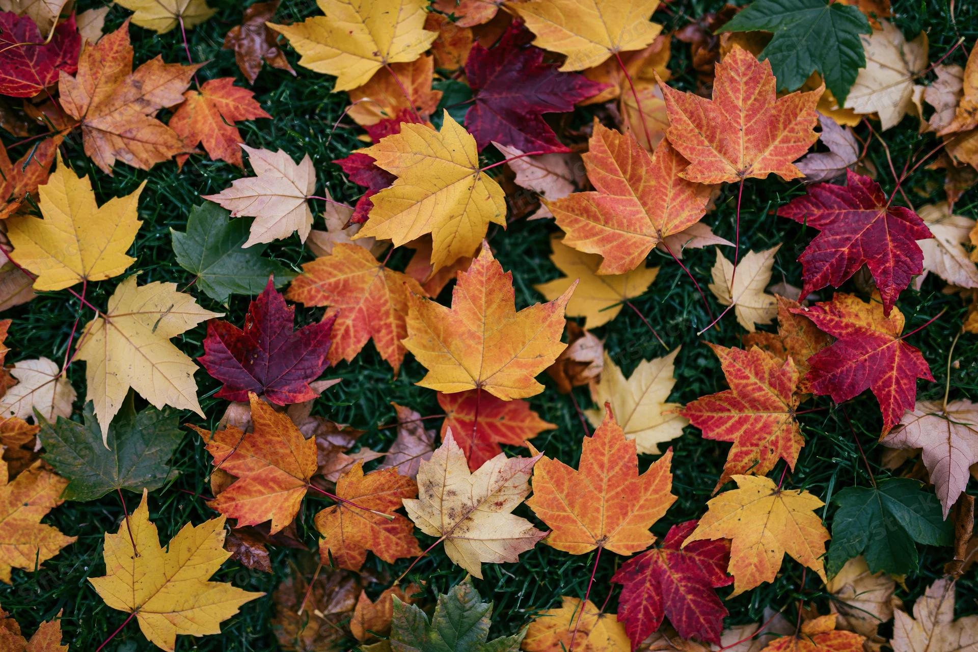 Fallen maple leaves scattered densely across short green grass