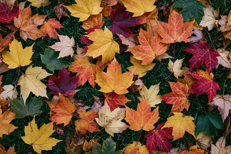 Fallen maple leaves scattered densely across short green grass