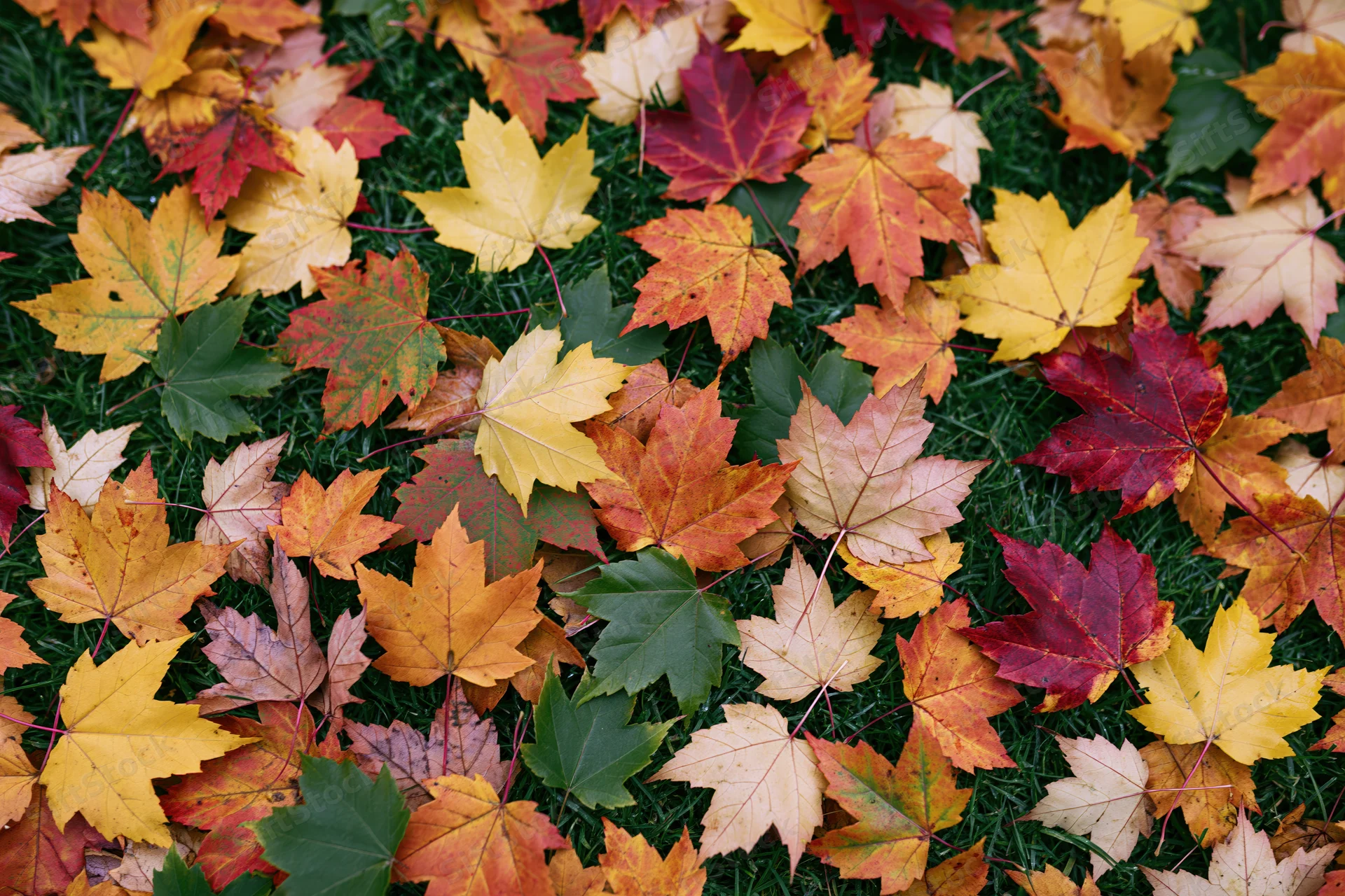 Fallen maple leaves scattered densely across short green grass