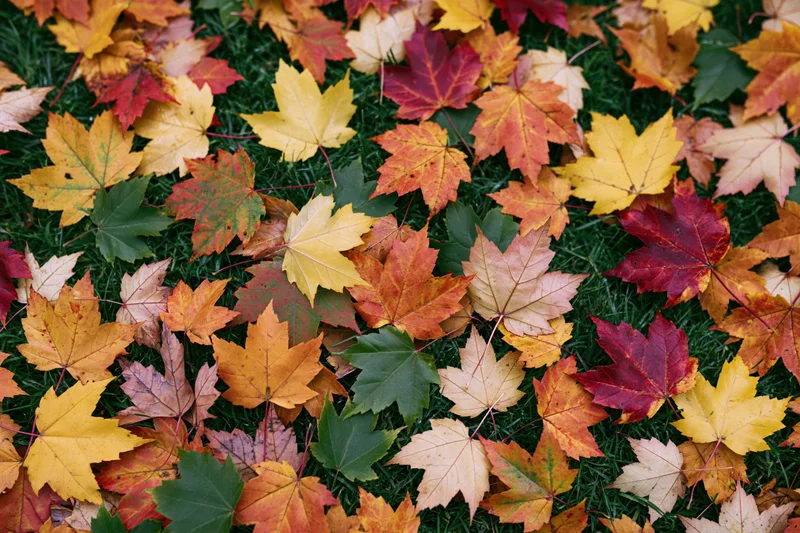 Fallen maple leaves scattered densely across short green grass