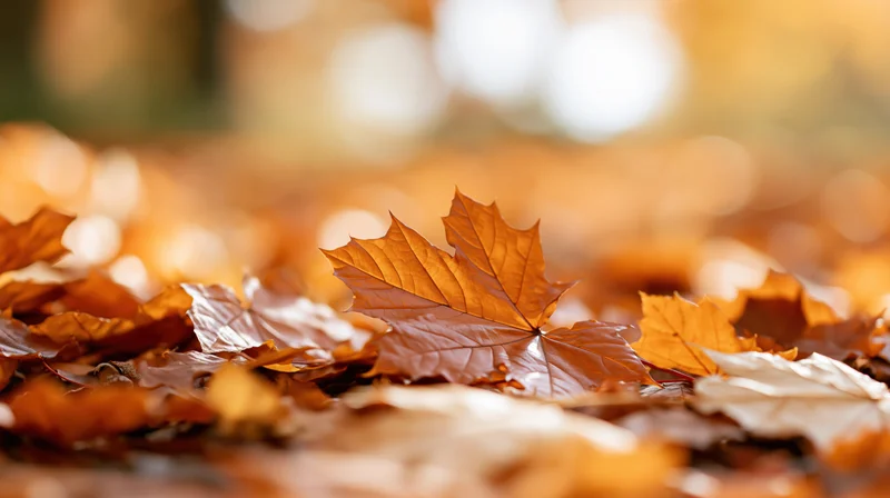 Fallen maple leaves scattered on forest ground in autumn