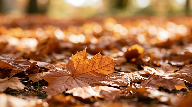 Fallen maple leaves scattered on forest ground in autumn sunlight