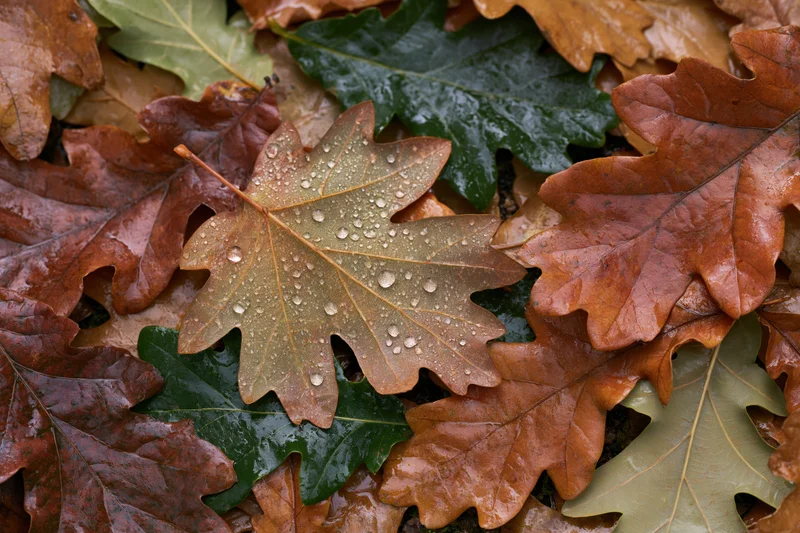 Wet oak leaves scattered on forest floor in autumn