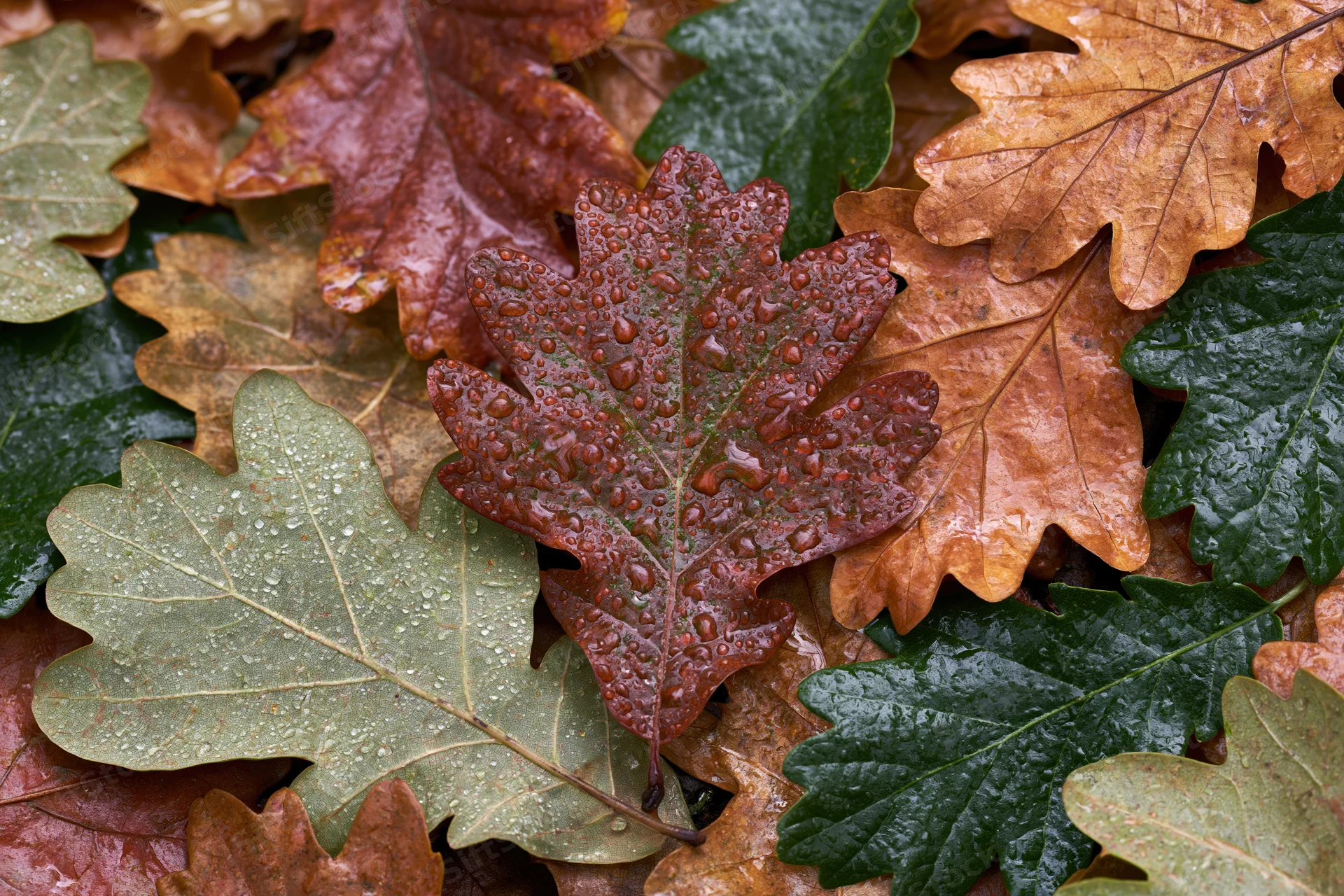 Wet oak leaves scattered on forest floor in autumn