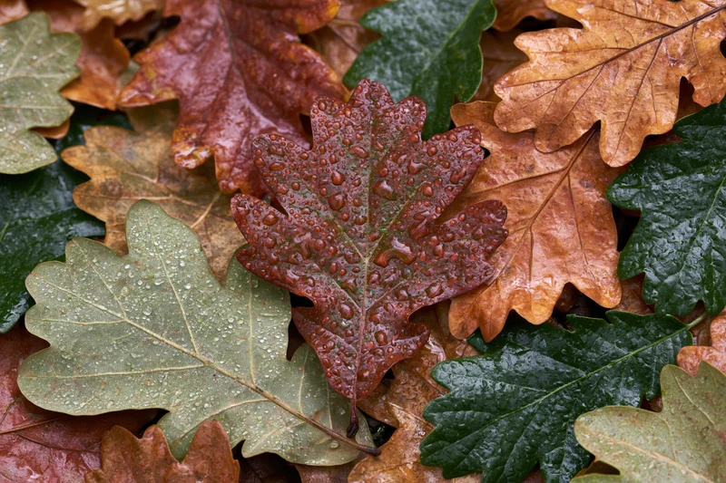 Wet oak leaves scattered on forest floor in autumn
