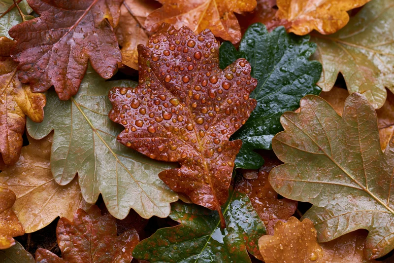 Wet oak leaves scattered on forest floor with raindrops on surface