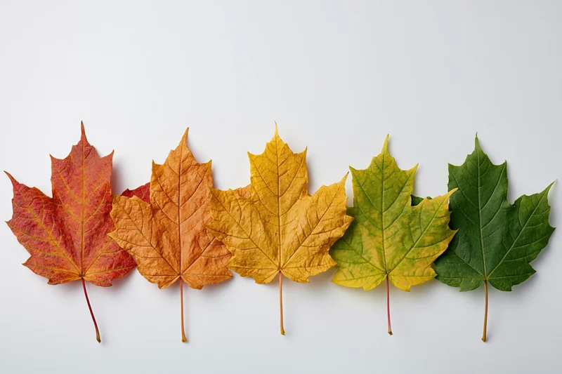 Five maple leaves arranged in a row showing color transition from red to green on white background