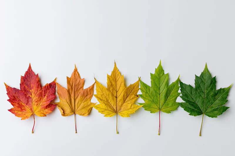 Five maple leaves arranged in a row showing color gradient from red to green on white background