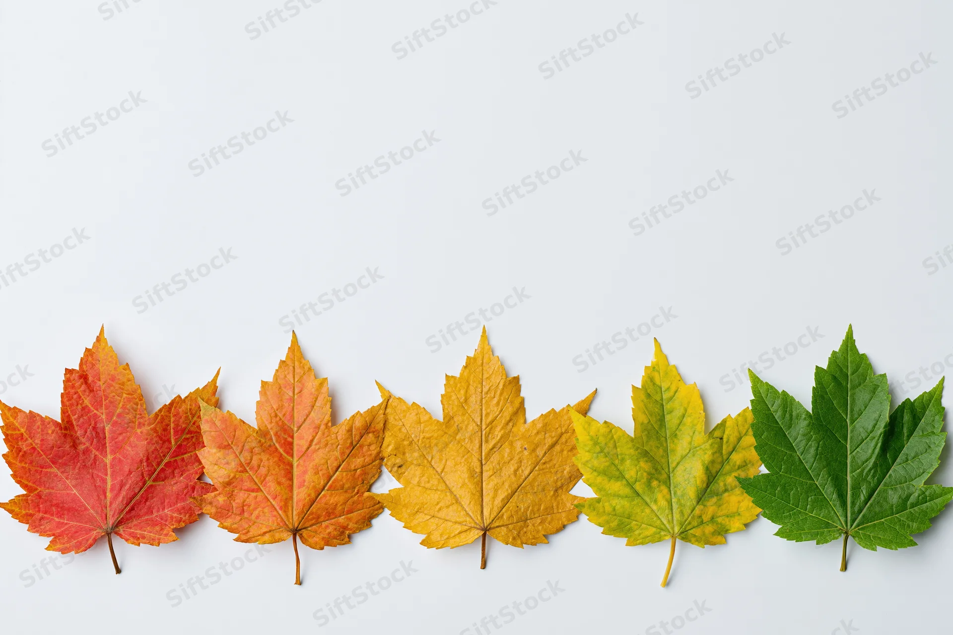 Five maple leaves arranged in a row along the bottom edge on a white background