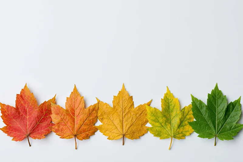 Five maple leaves arranged in a row along the bottom edge on a white background