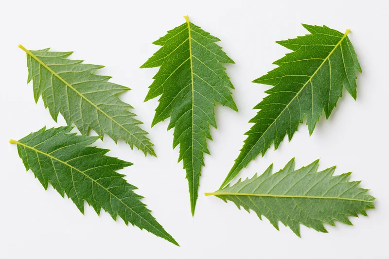 Five neem leaves arranged in a loose flat-lay pattern on white background