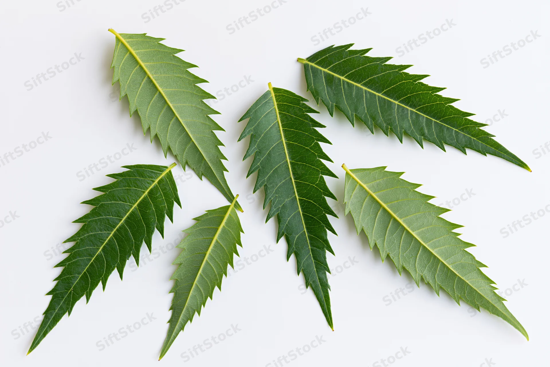 Neem leaves arranged in a loose flat-lay pattern on white background