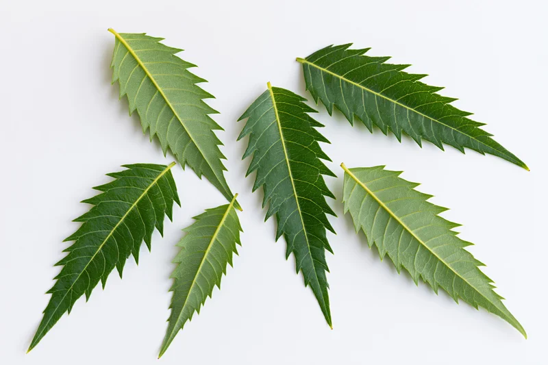 Neem leaves arranged in a loose flat-lay pattern on white background