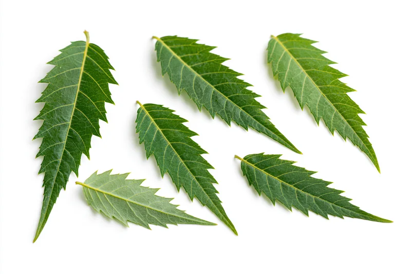 Neem leaves arranged in a loose flat-lay pattern on white background