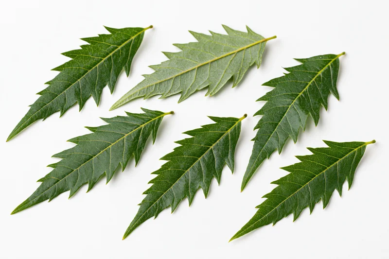 Neem leaves arranged in a loose flat-lay pattern on white background