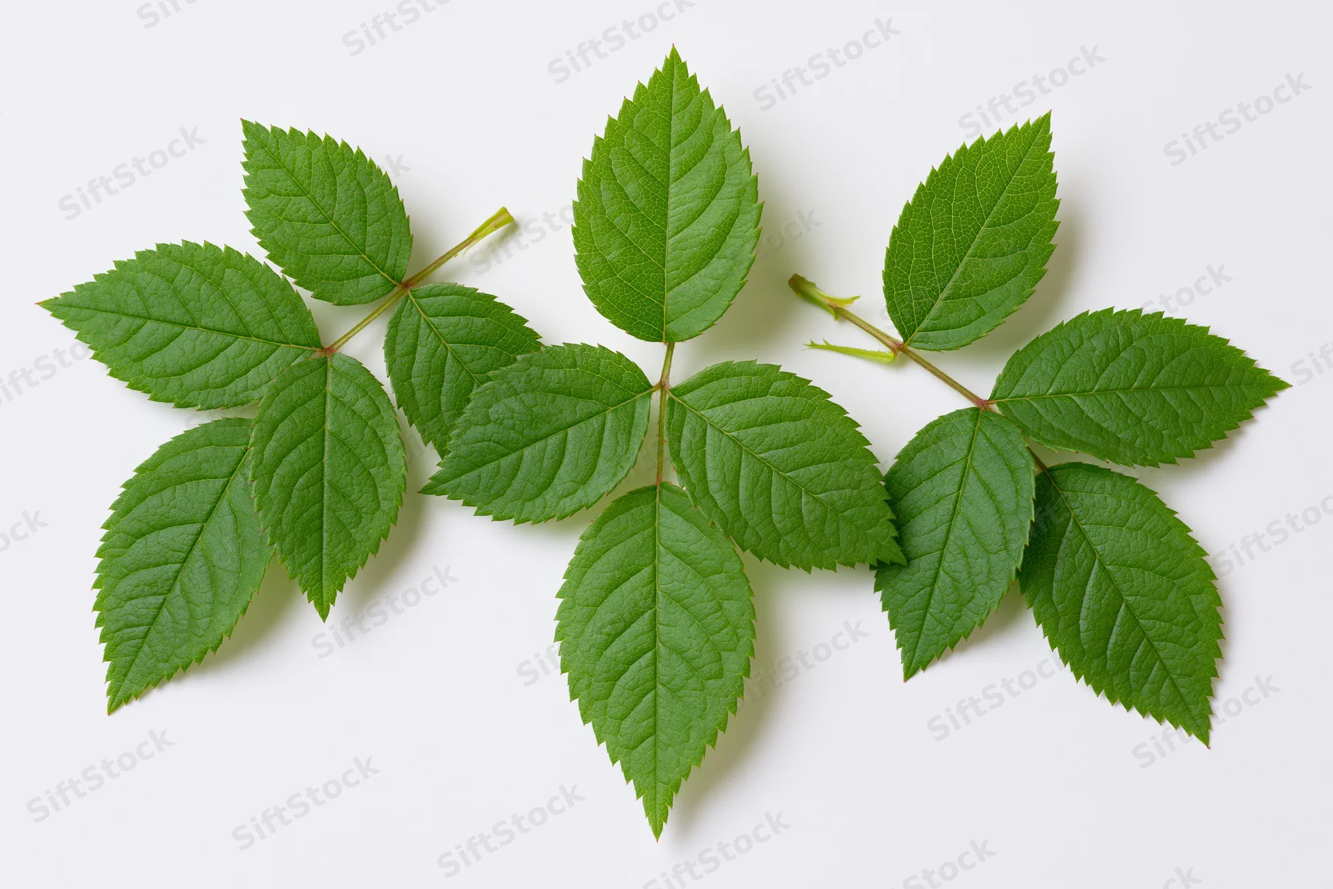 Five rose leaf sprigs arranged in a loose cluster on a white background