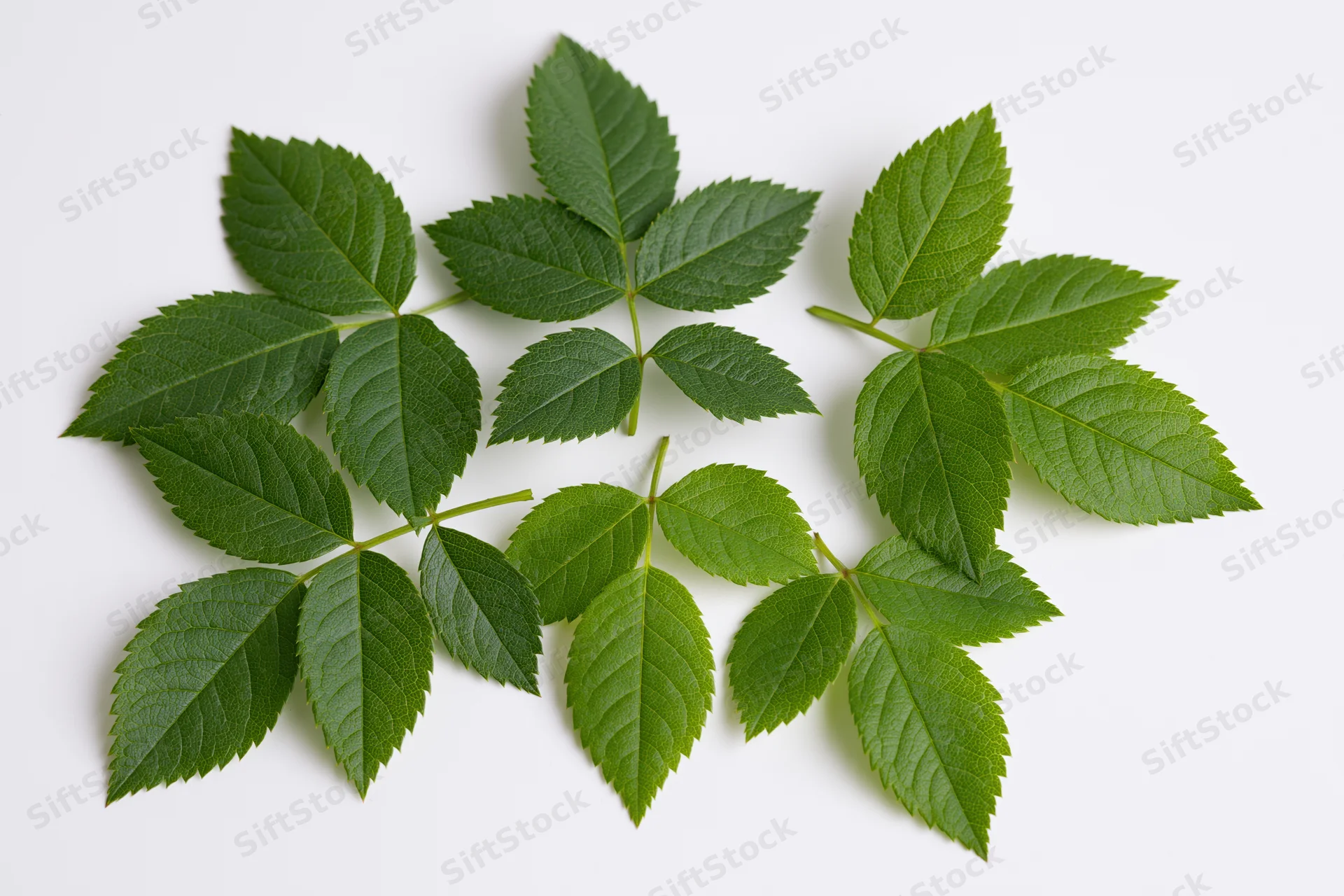 Five rose leaf sprigs arranged in a loose cluster on a clean white surface