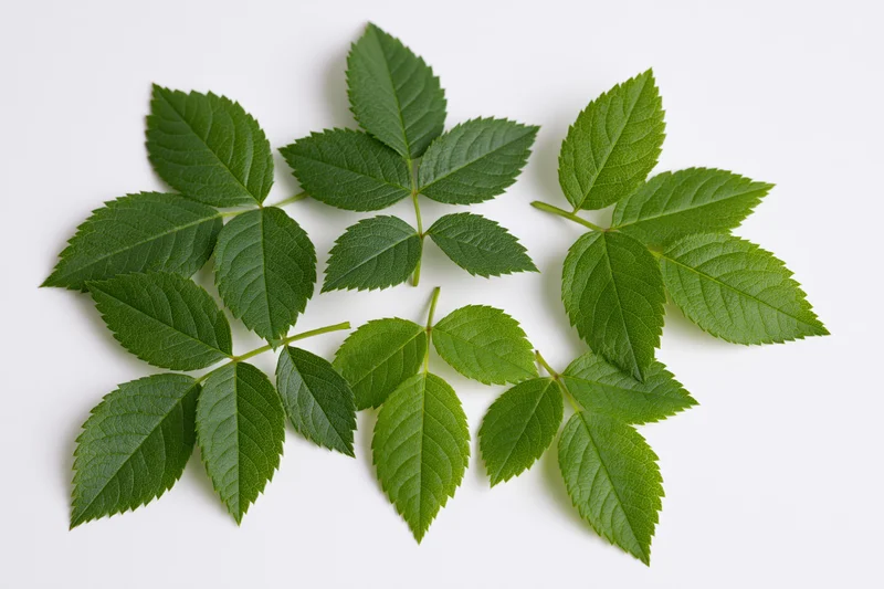 Five rose leaf sprigs arranged in a loose cluster on a clean white surface