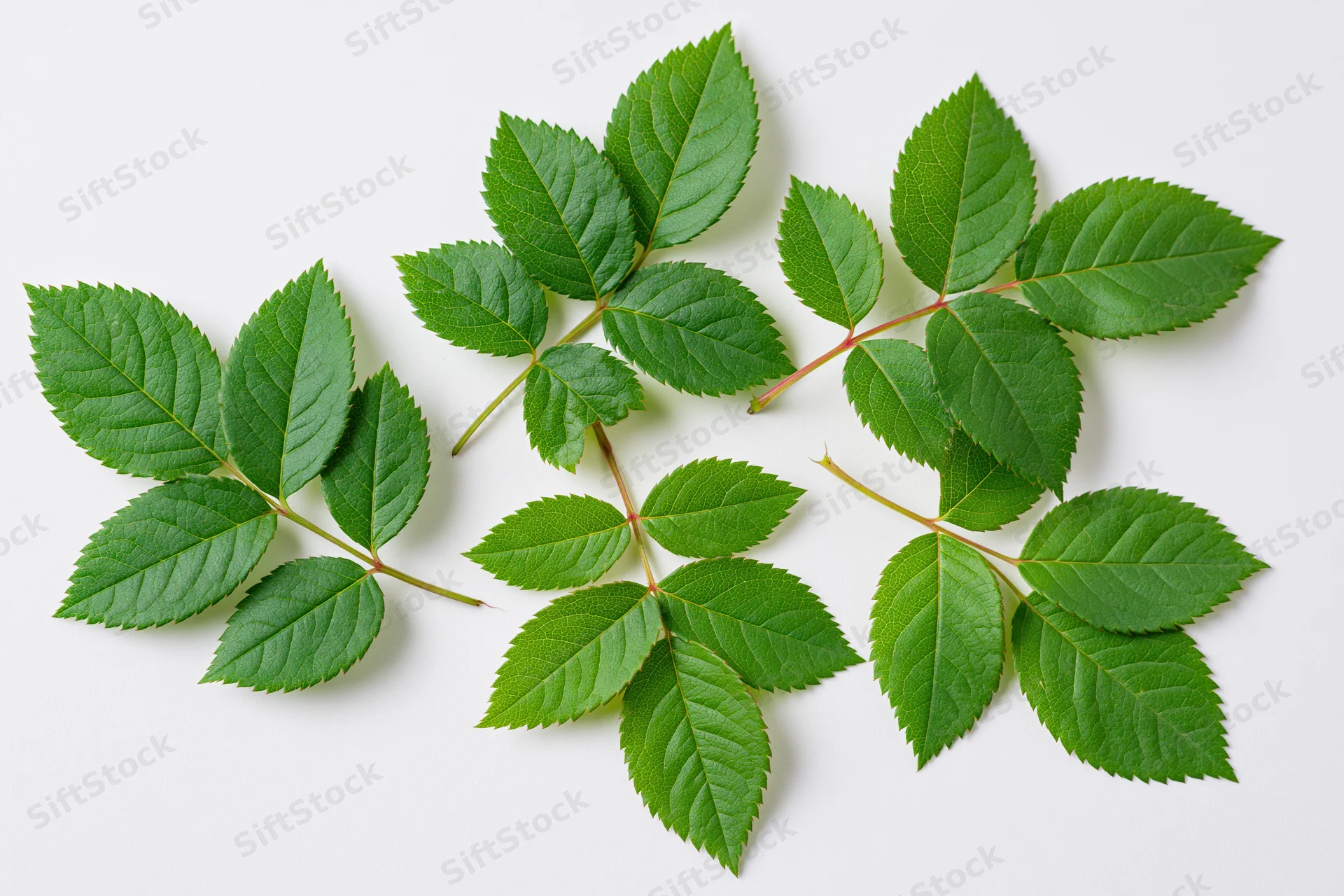 Five rose leaf sprigs arranged in a loose cluster on a white background