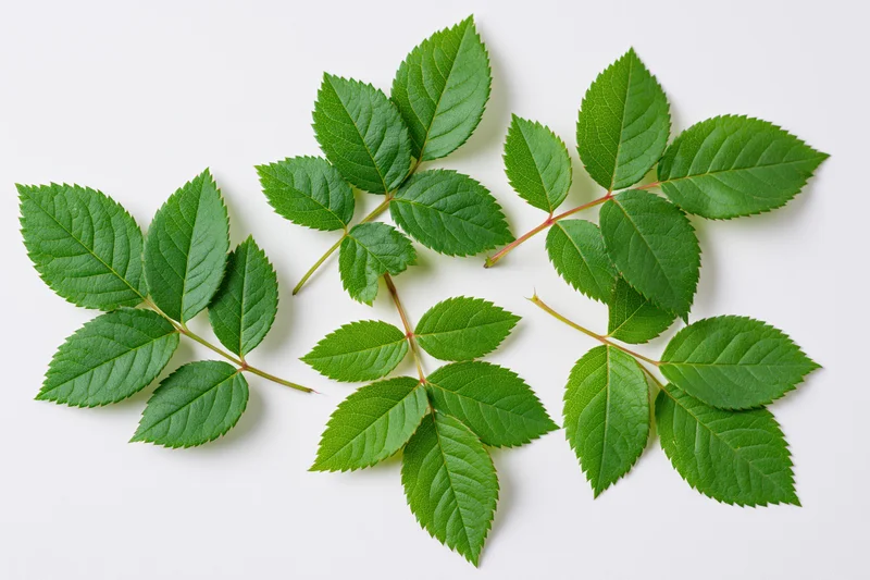 Five rose leaf sprigs arranged in a loose cluster on a white background