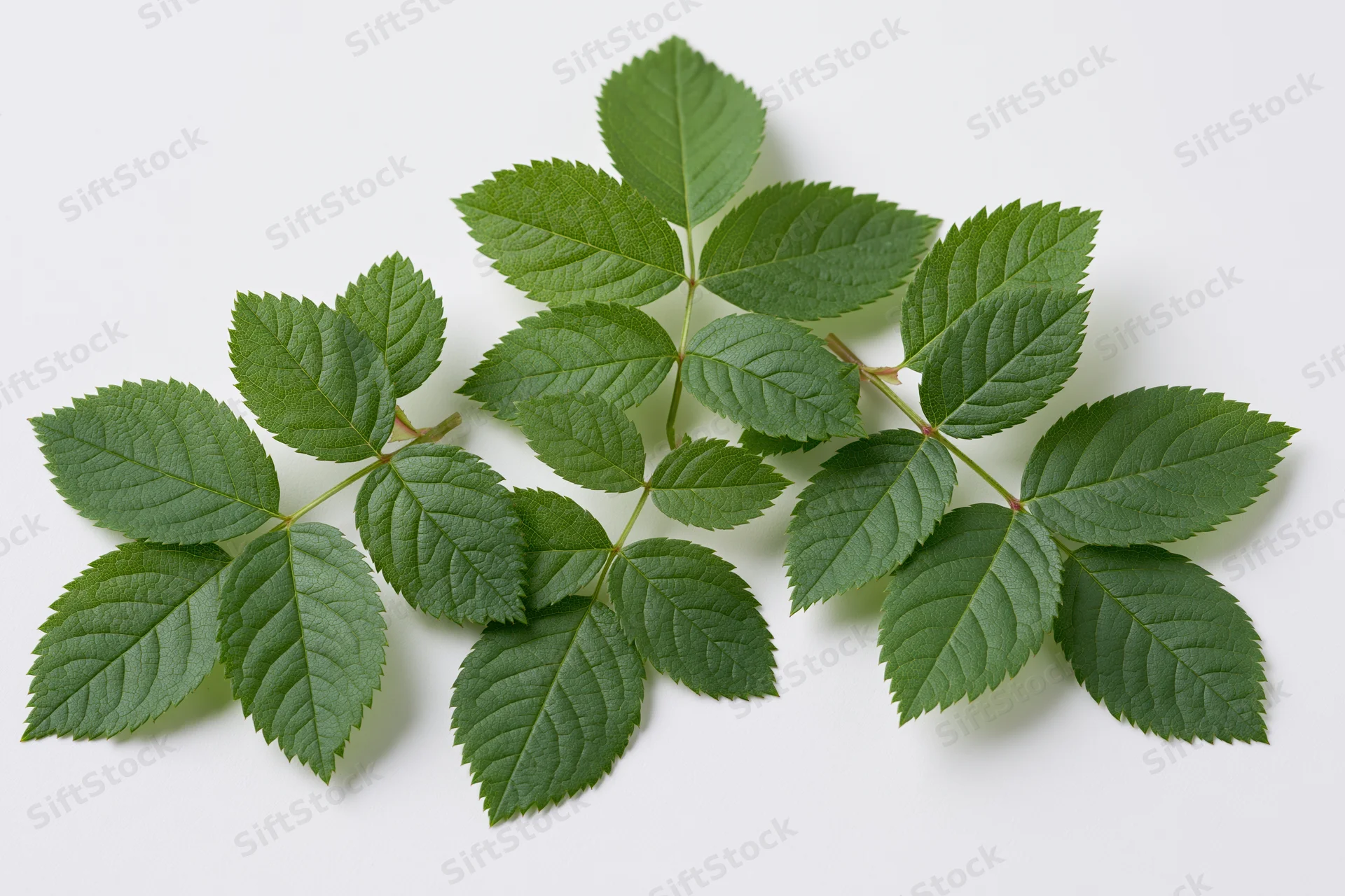 Five rose leaf sprigs arranged in a loose cluster on a white background