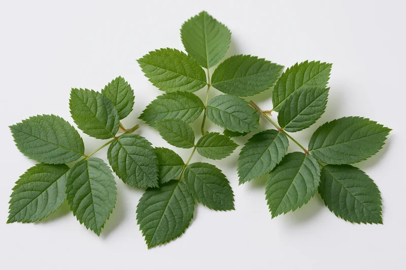 Five rose leaf sprigs arranged in a loose cluster on a white background