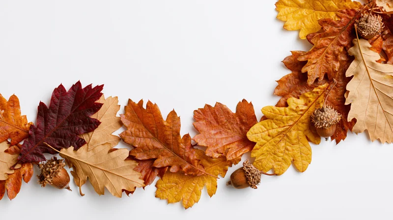 Autumn leaves and acorns arranged in a border on white background