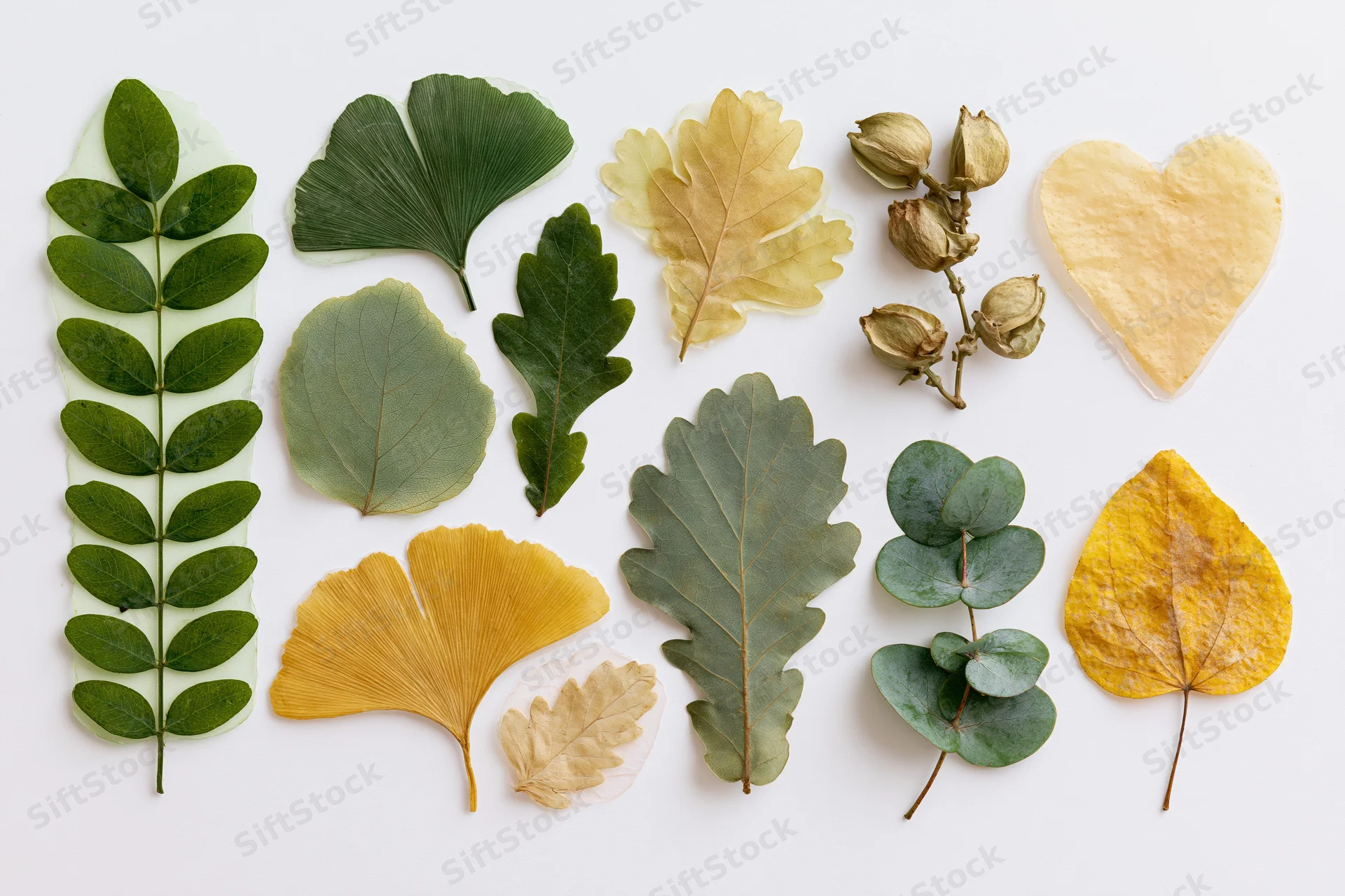 Pressed and dried botanical specimens arranged in a flat lay on white background