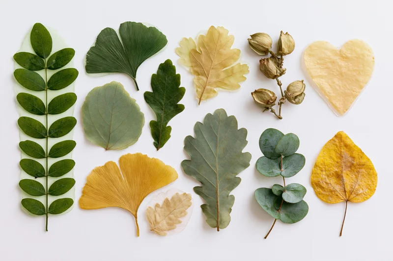 Pressed and dried botanical specimens arranged in a flat lay on white background