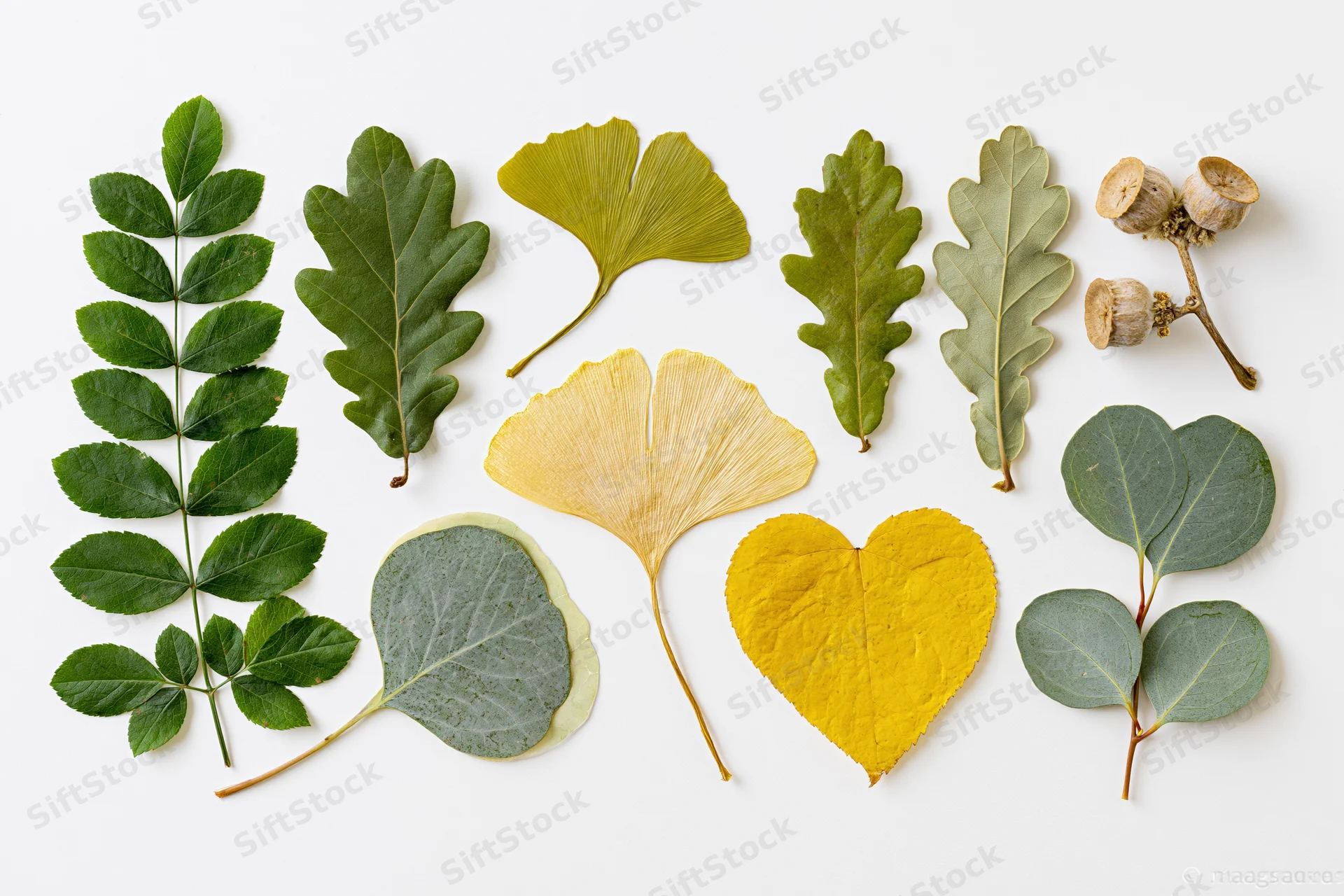 Pressed botanical specimens arranged in a flat lay on white background