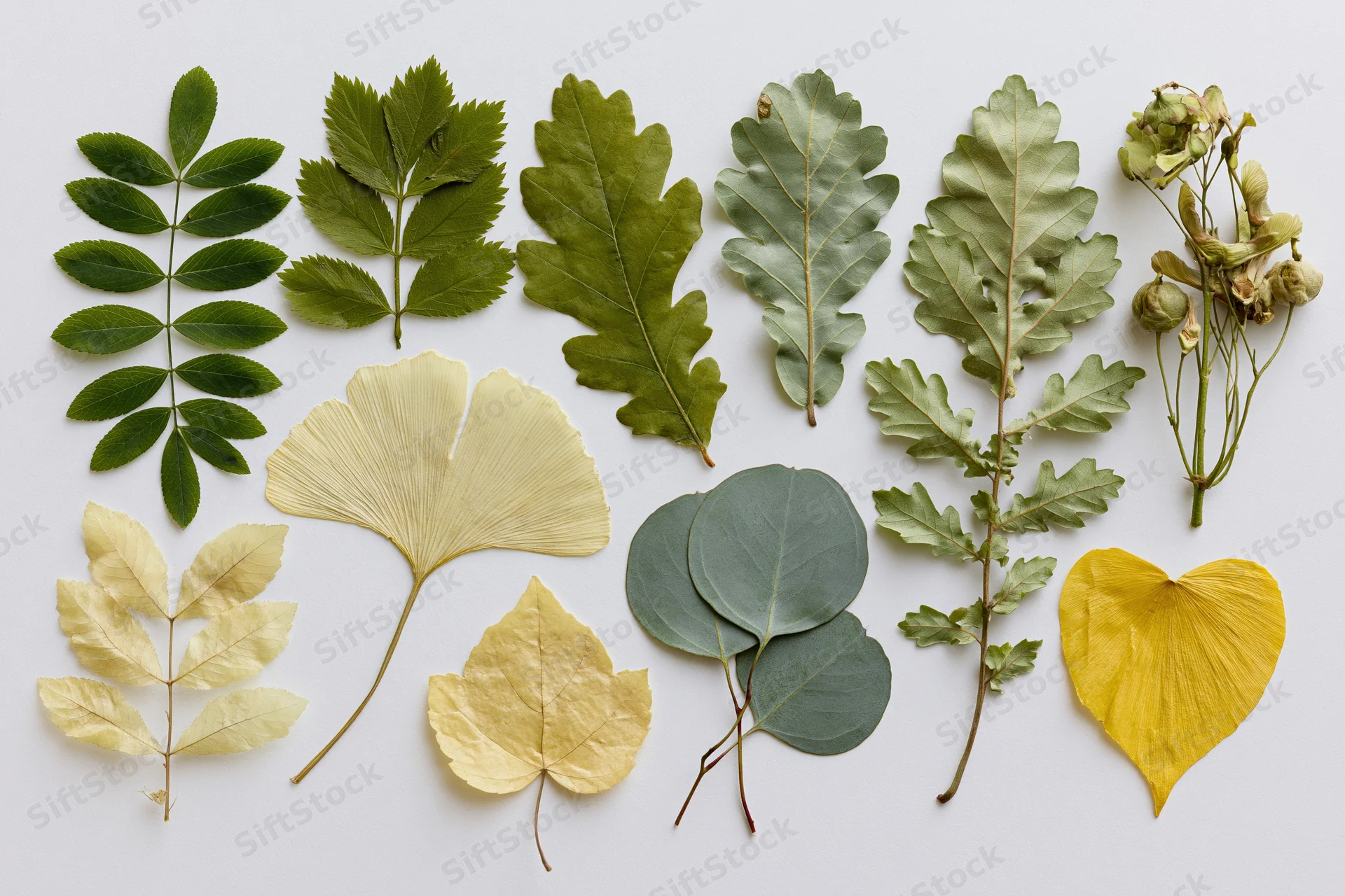 Pressed and dried botanical specimens arranged in a flat lay on white surface