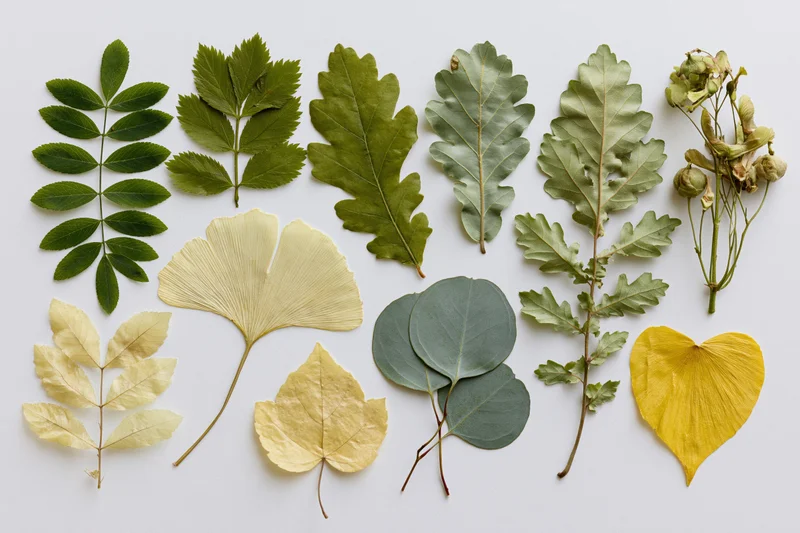 Pressed and dried botanical specimens arranged in a flat lay on white surface