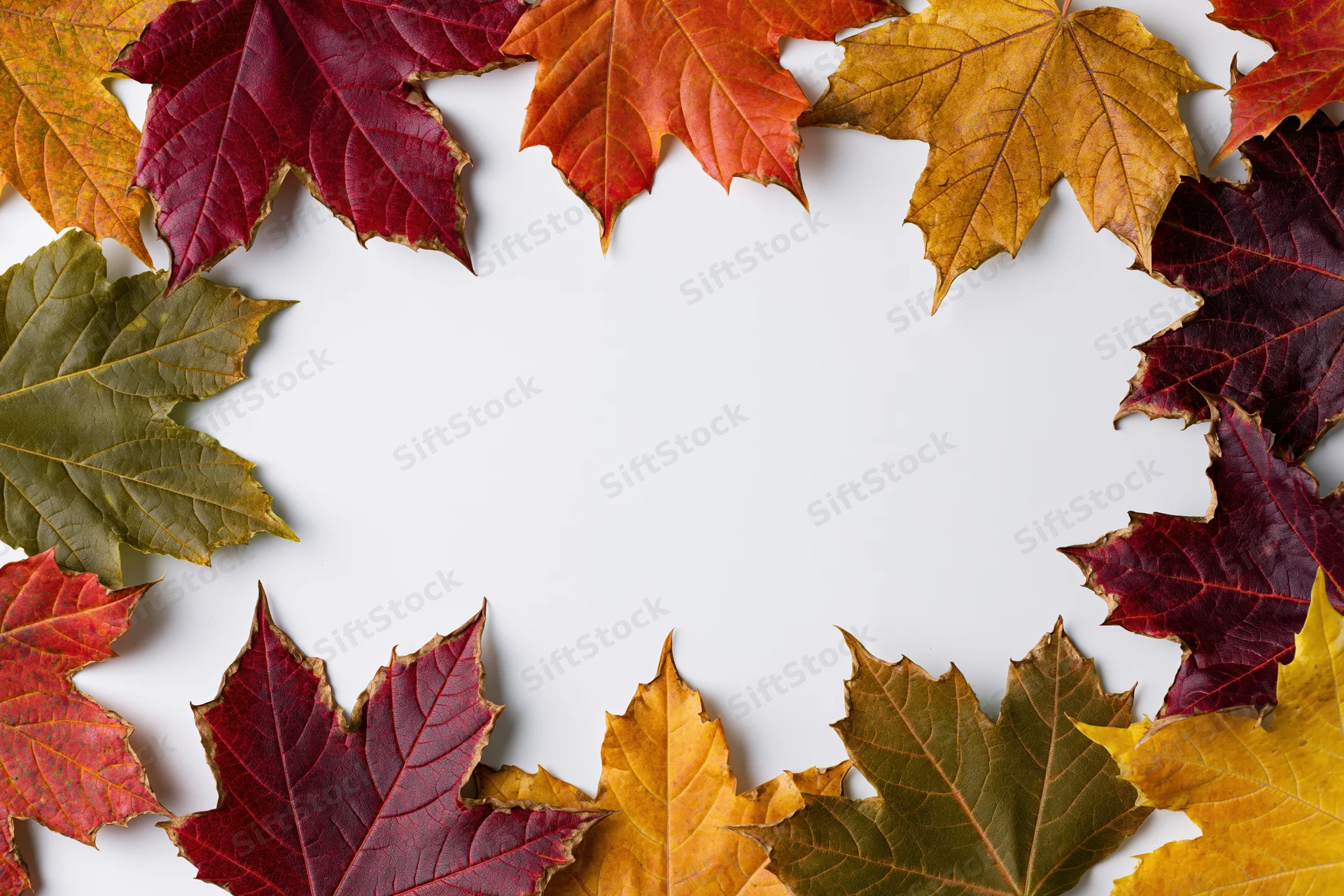 Autumn maple leaves arranged in a rectangular border on white background with copyspace