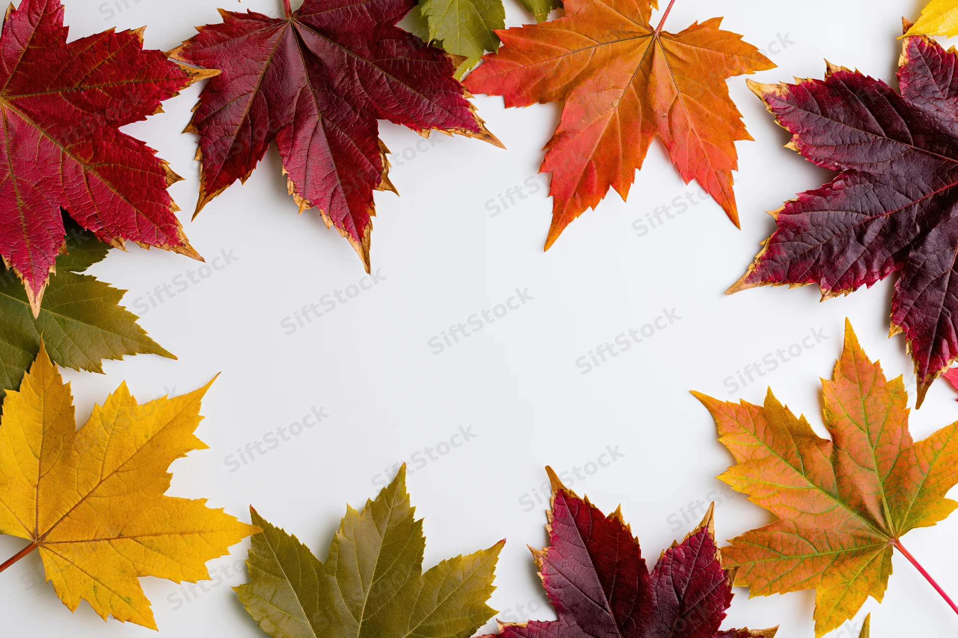 Autumn maple leaves arranged in a rectangular border on white background with copyspace