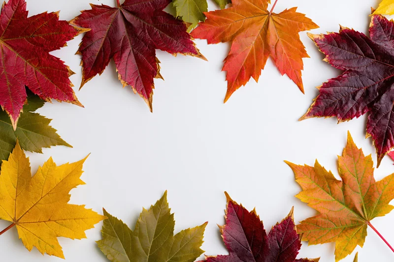 Autumn maple leaves arranged in a rectangular border on white background with copyspace