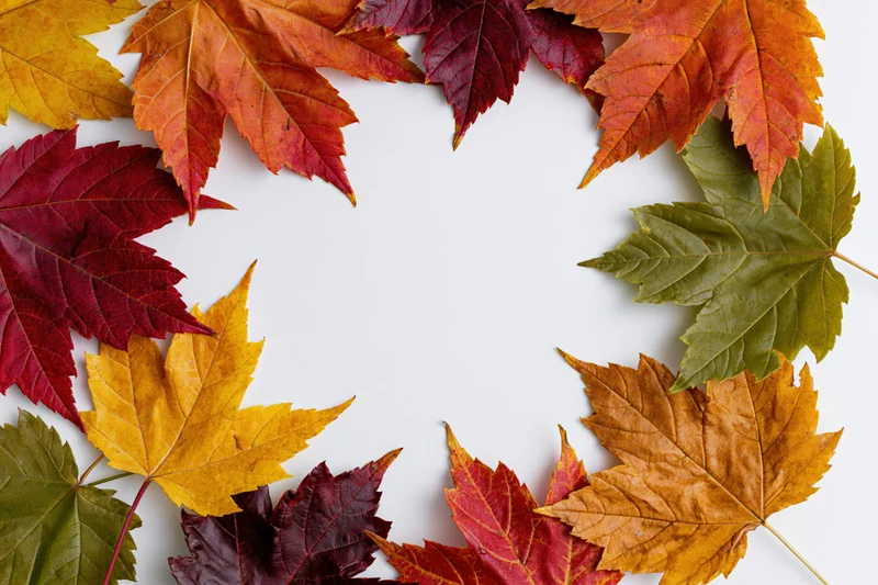 Autumn maple leaves arranged in a rectangular border on white background with copyspace