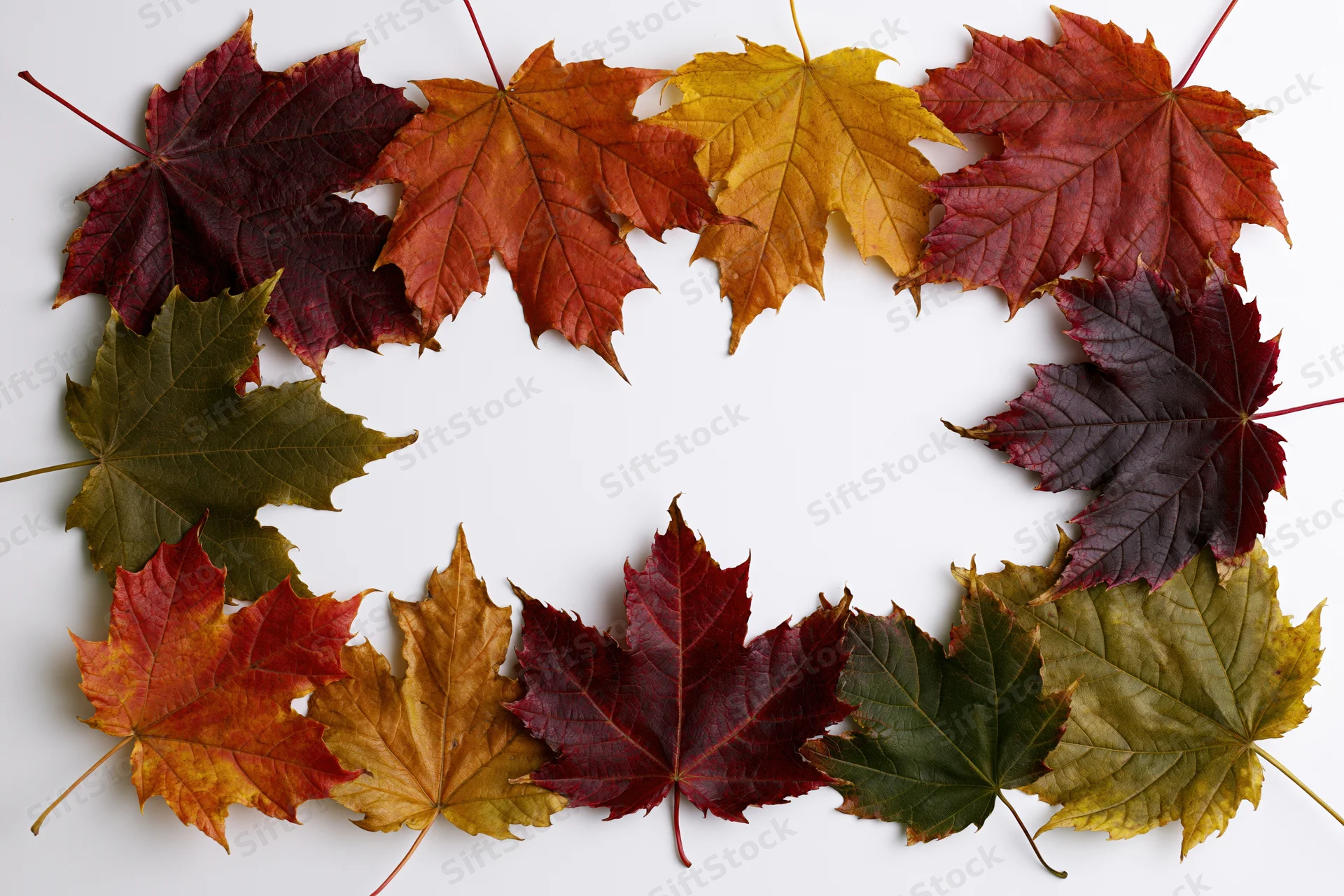 Maple leaves arranged in a circular frame on white background with copyspace