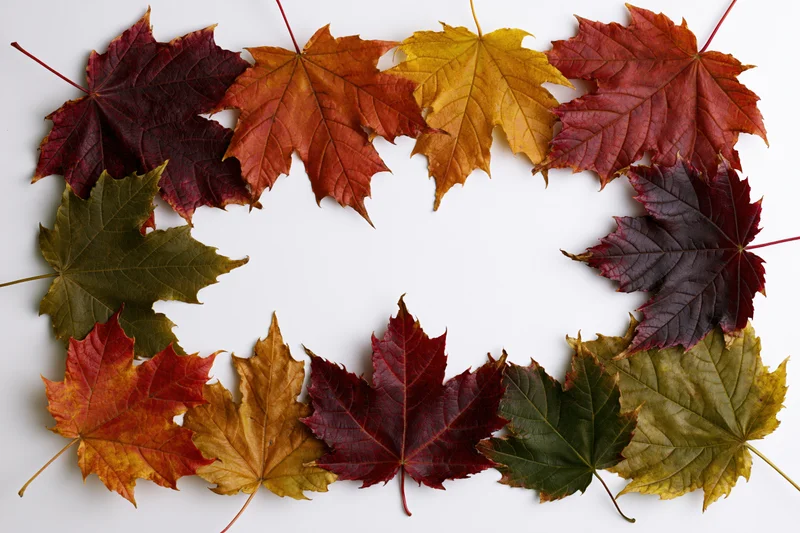 Flat lay of autumn maple leaves arranged in a rectangular border