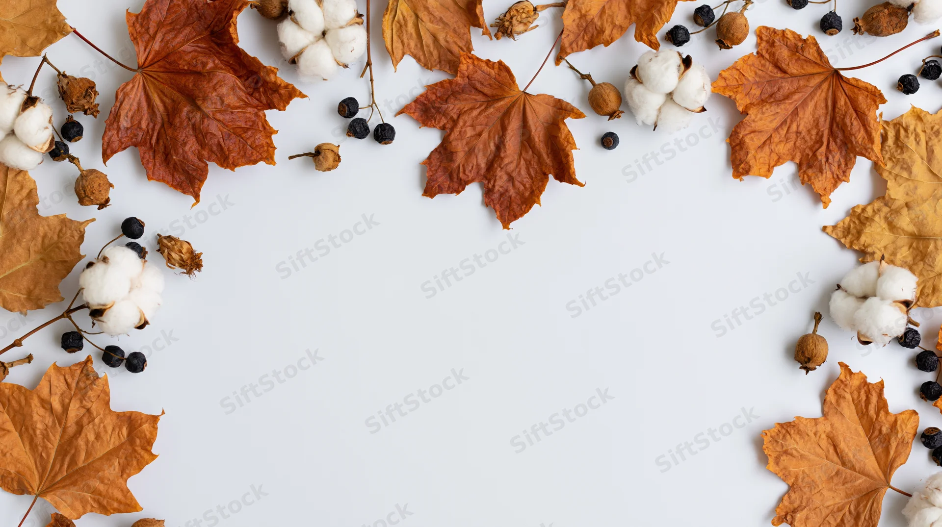 Dried maple leaves and cotton bolls arranged in a border on white surface with copyspace