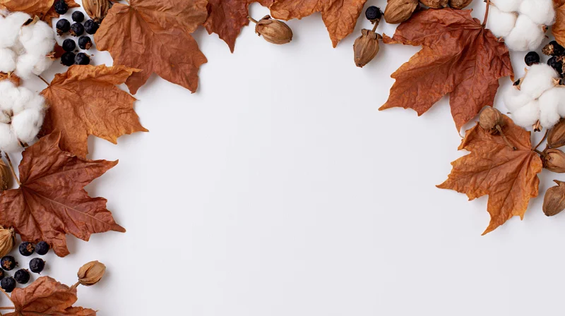 Dried maple leaves and cotton bolls arranged in a border on white surface with copyspace