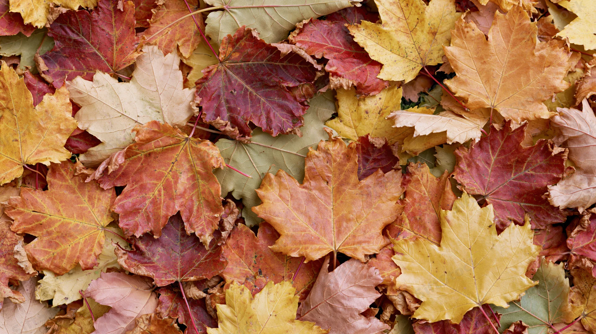 Fallen maple leaves densely covering the ground in autumn colors