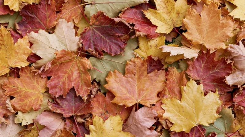 Fallen maple leaves densely covering the ground in autumn colors
