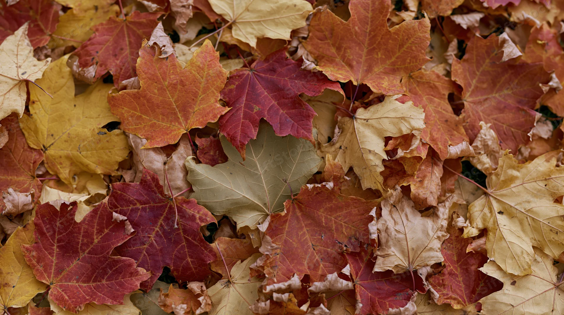 Fallen maple leaves densely covering the ground in autumn