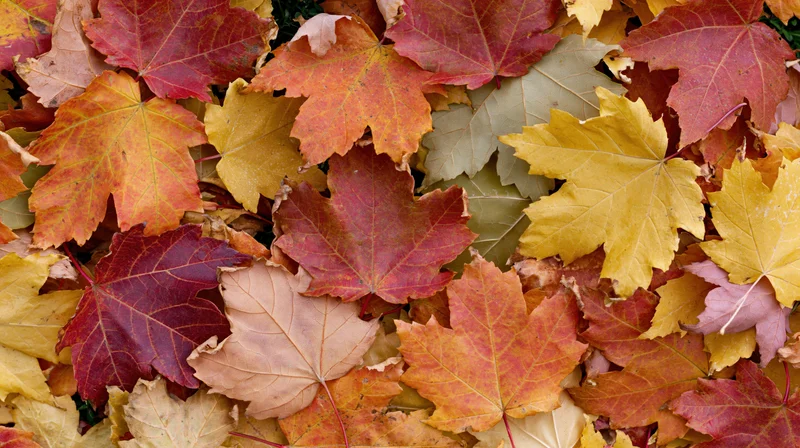 Fallen maple leaves densely covering the ground in autumn colors