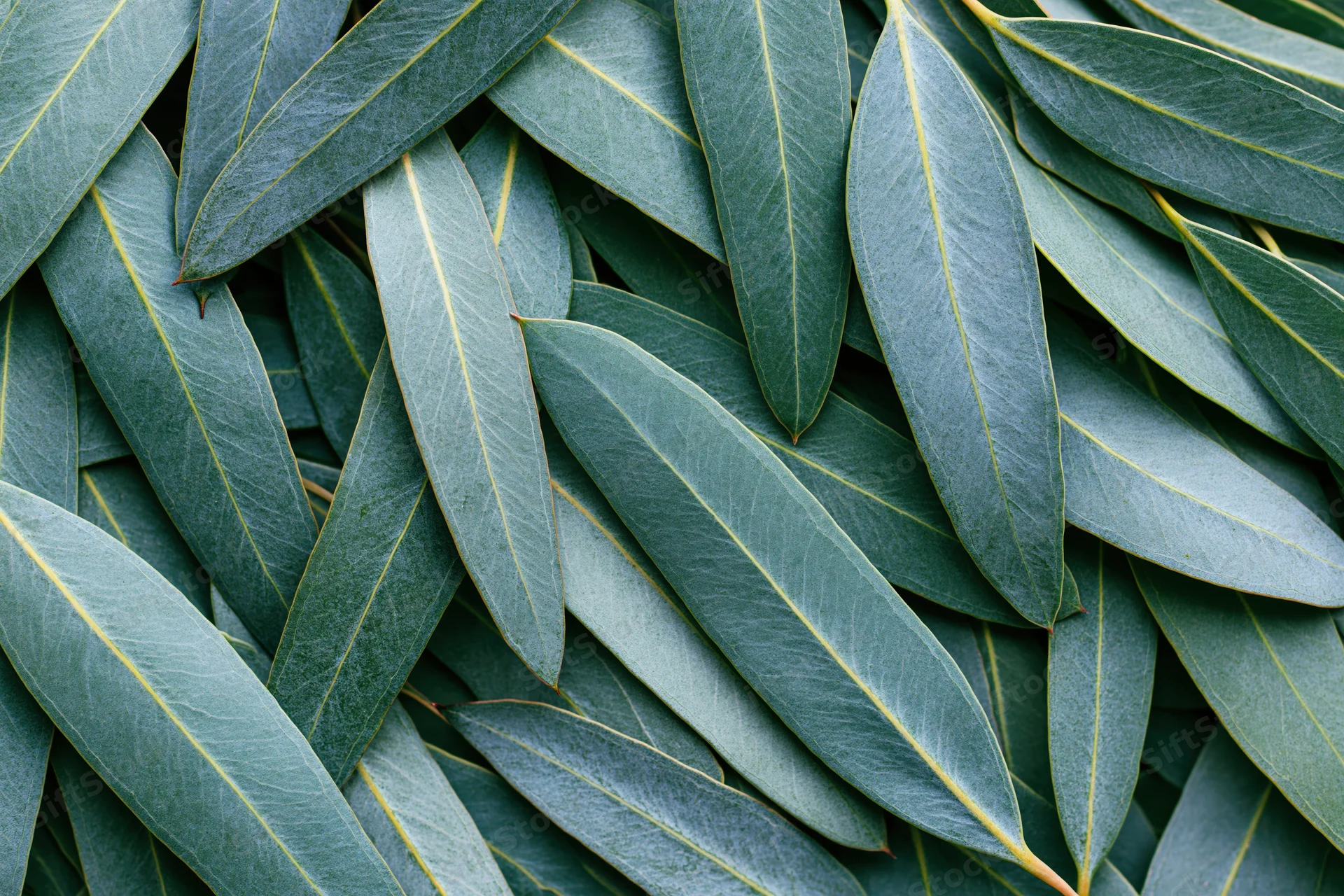 Flat lay of overlapping eucalyptus leaves densely arranged to fill the frame