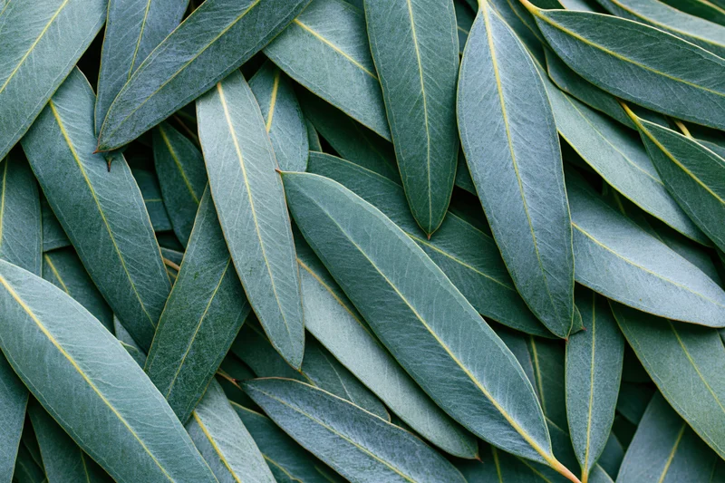 Flat lay of overlapping eucalyptus leaves densely arranged to fill the frame