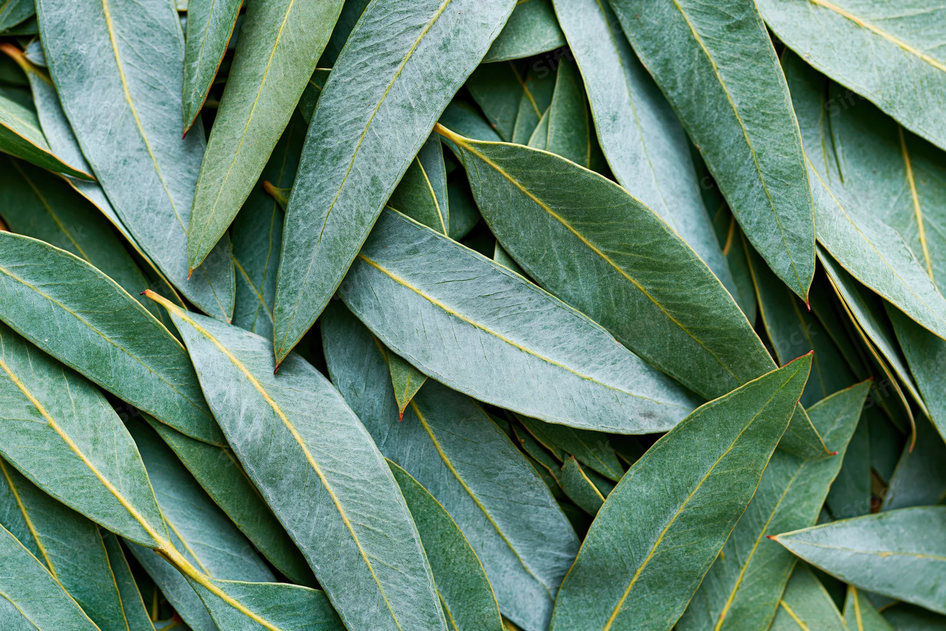 Flat lay of overlapping eucalyptus leaves densely arranged to fill the frame