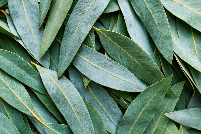 Flat lay of overlapping eucalyptus leaves densely arranged to fill the frame