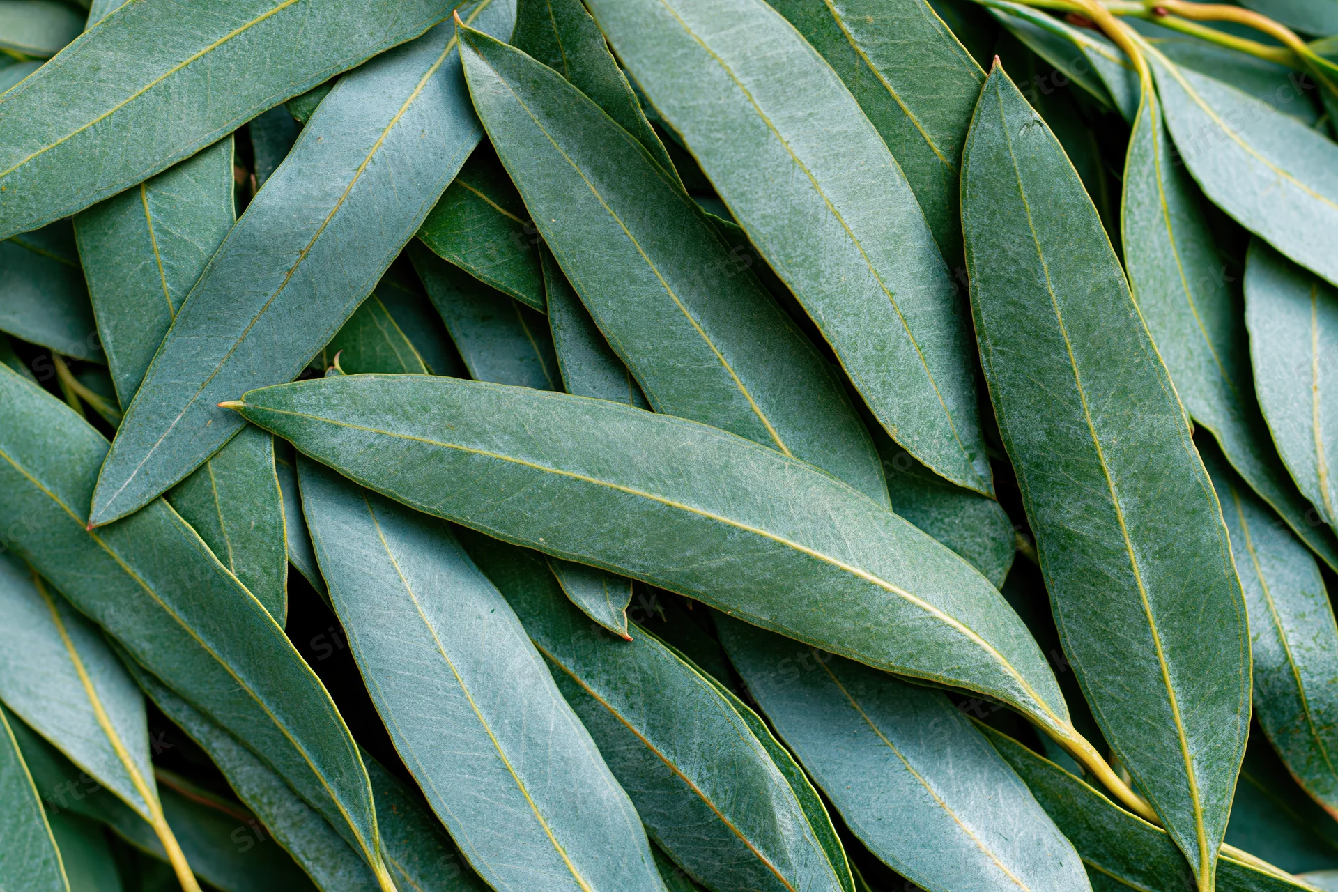 Overlapping eucalyptus leaves densely arranged in a flat lay view