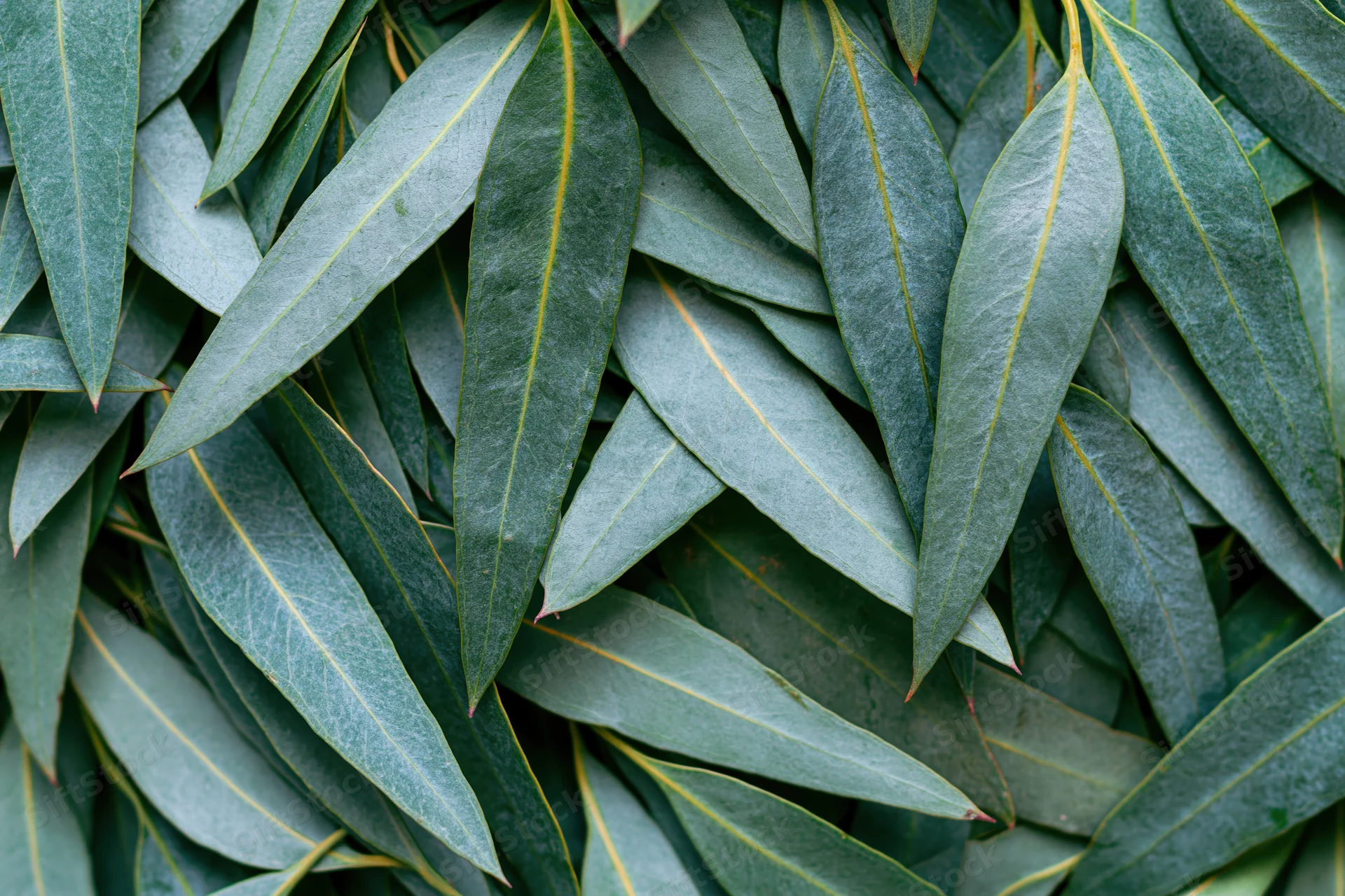 Dense overlapping eucalyptus leaves arranged in flat lay pattern